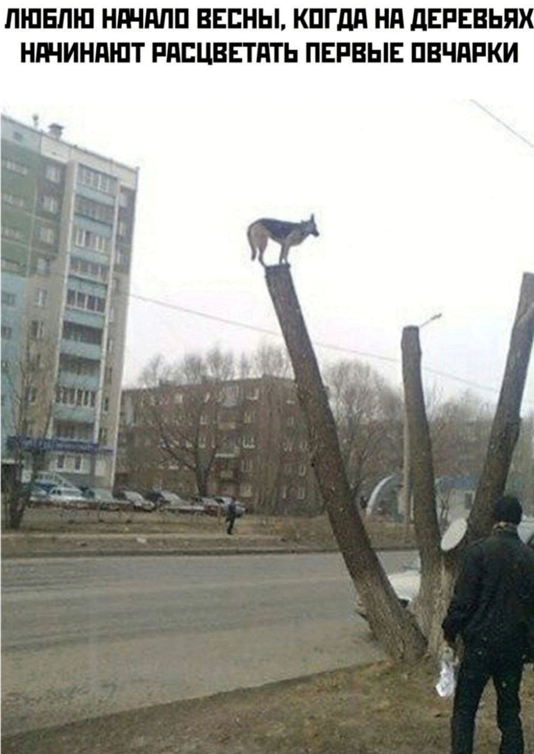 ШПБШП ШНМП ВЕСНЫ КПГдП Нд дЕРЕВЬ Ч НШИНШПТ РПЕЦЕЕТПТЬ ПЕРЕЫЕ ПВЧПРКИ