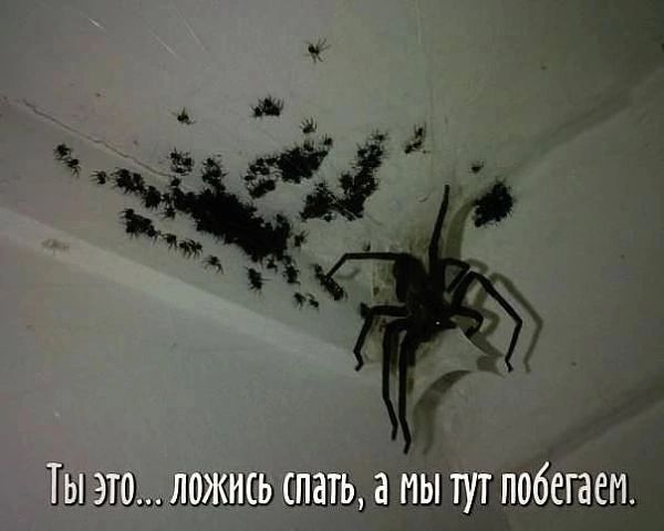 Ы ЭТО ЛОЖИСЬ СПа