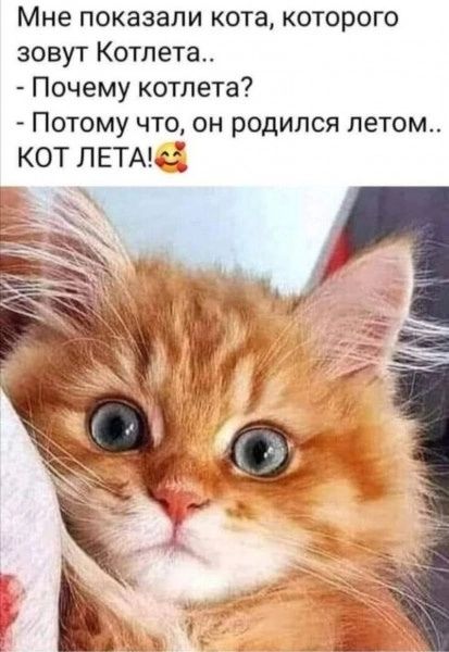 Мне показали кота которого зовут Котлета Почему котлета Потому что он родился летом КОТ ЛЕТАгі