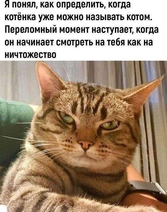 ПОНЯП как ОПРЕДЕЛИТЬ когда КОТЁНКЗ уже МОЖНО НЗЗЫВЗТЬ КОТОМ Перепомный МОМЕНТ наступает КПГДЗ ОН начинает СМОТРЕТЬ на ТЕБЯ как на НИЧТОЖЕСТВО