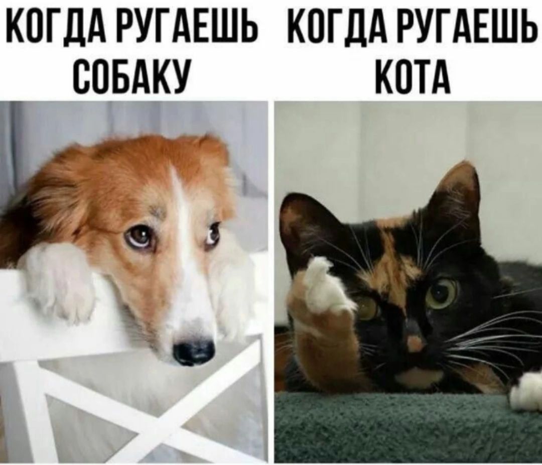 КОГДА РУГАЕШЬ КОГДА РУГАЕШЬ СОБАКУ КОТА М