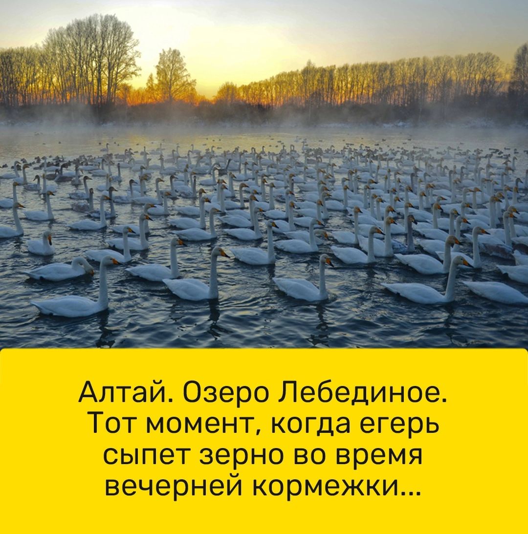 Алтай Озеро Лебединое Тот момент когда егерь сыпет зерно во время вечерней кормежки