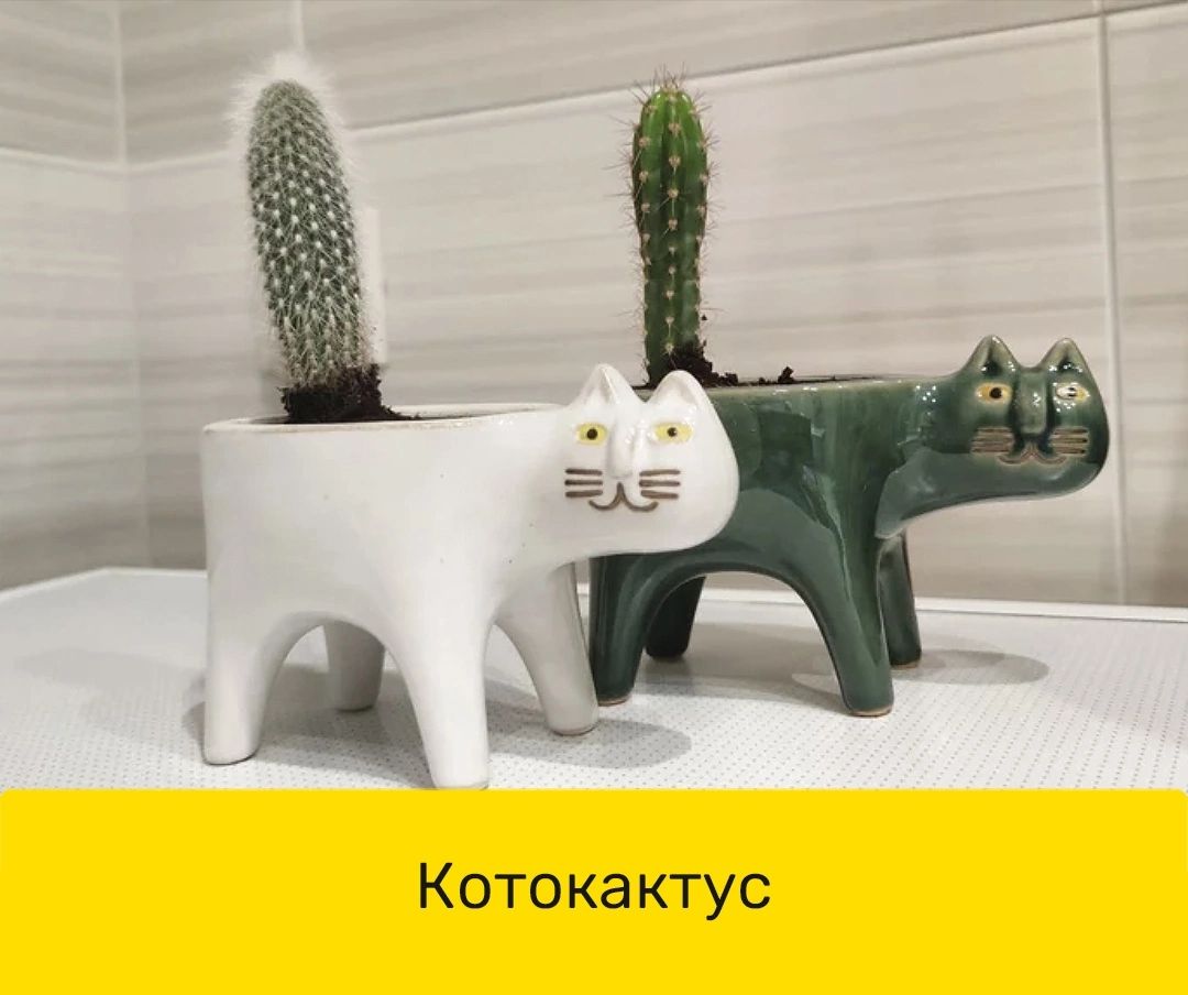 Котокактус