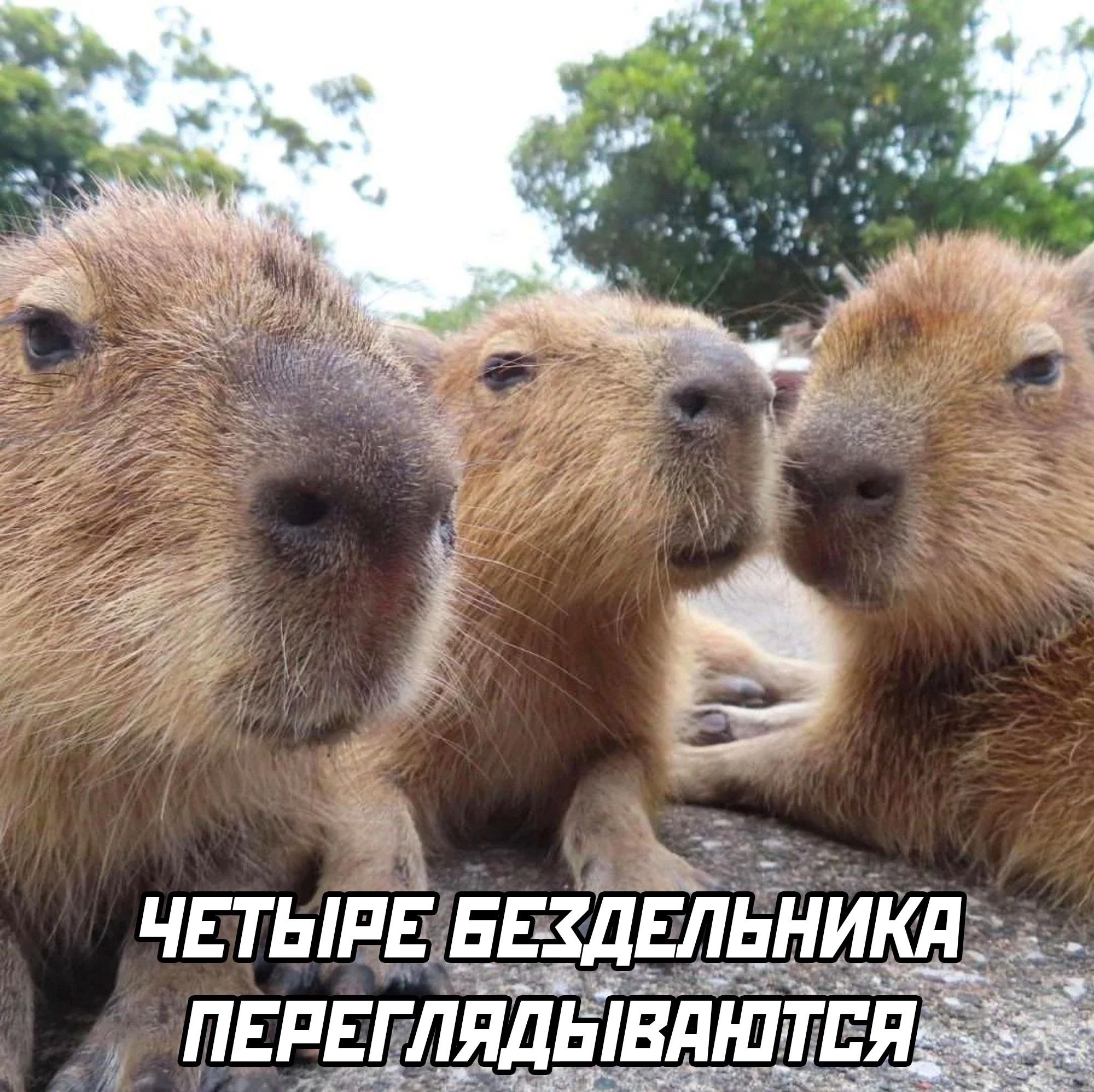 пцддддшвдшт вя й