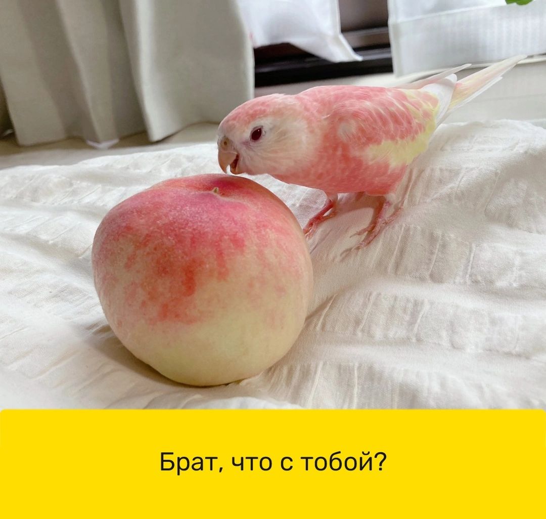 Брат что с тобой