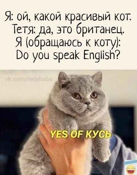 Я ой какой красивый кот Тетя да это британец Я обращаюсь к коту Во уоц 5реа Еп9ізп