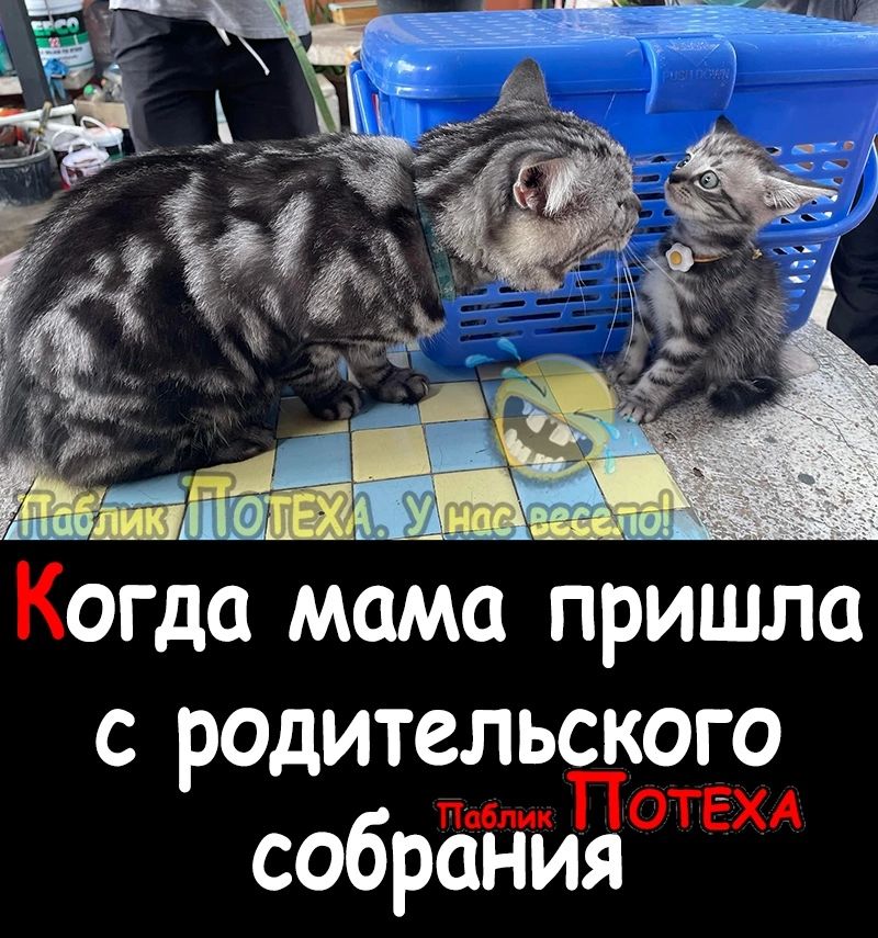 Когда мама пришла с родительского По ОТЕХА собрания