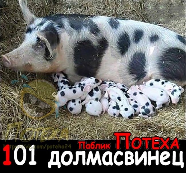 01 долмабвинец