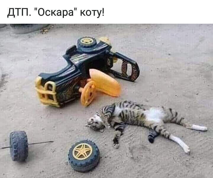 ДТП Оскара коту