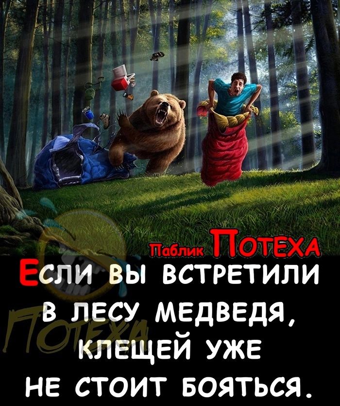 Пота Если вы встретили в лесу медведя клещей уже не стоит БОЯТЬСЯ