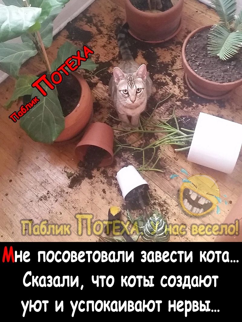 не посоветовали завести кота Сказали что коты создают уют и успокаивают нервы