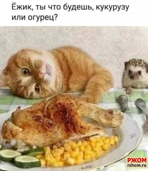 Ёжи к ты что будешь кукурузу или огурец