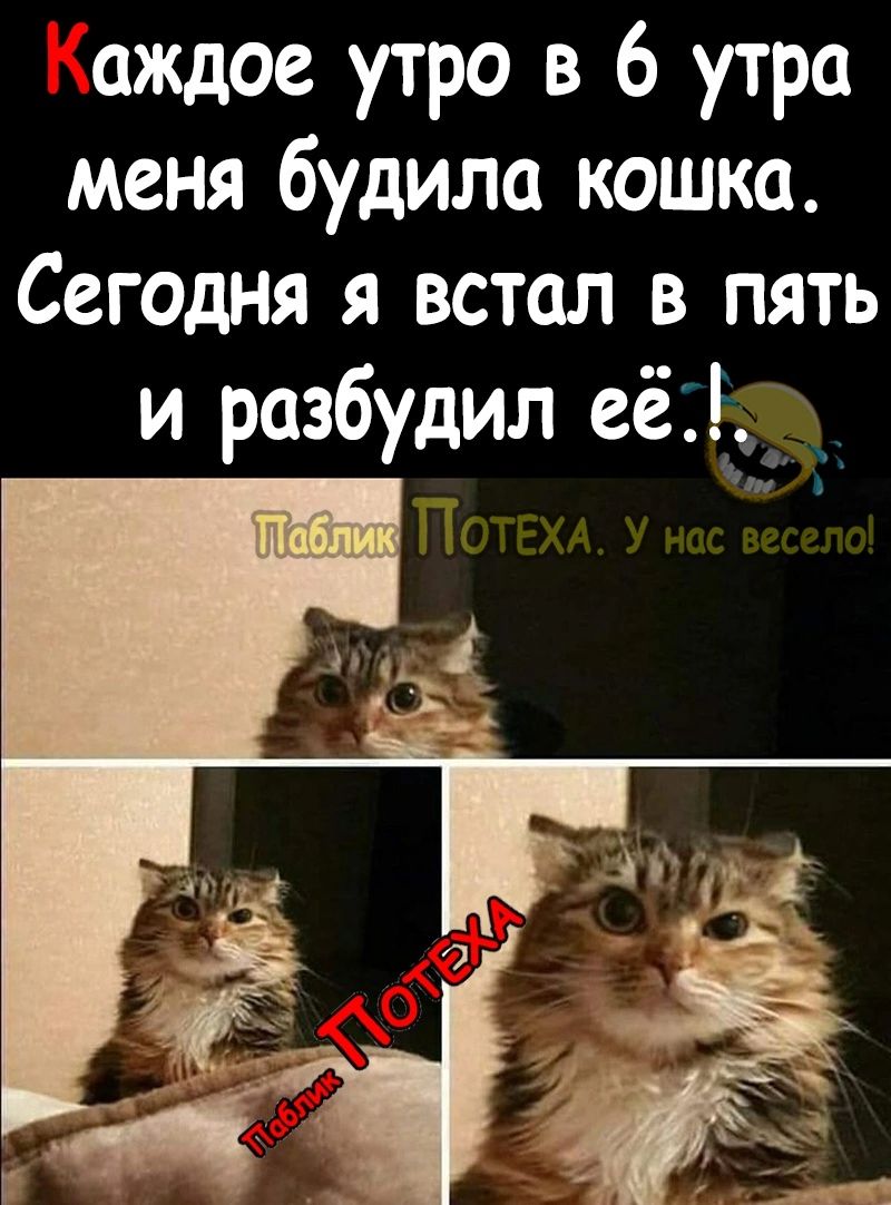 аждое утро в 6 утра меня будило кошка Сегодня я встал в пять и разбудил еёф _ А