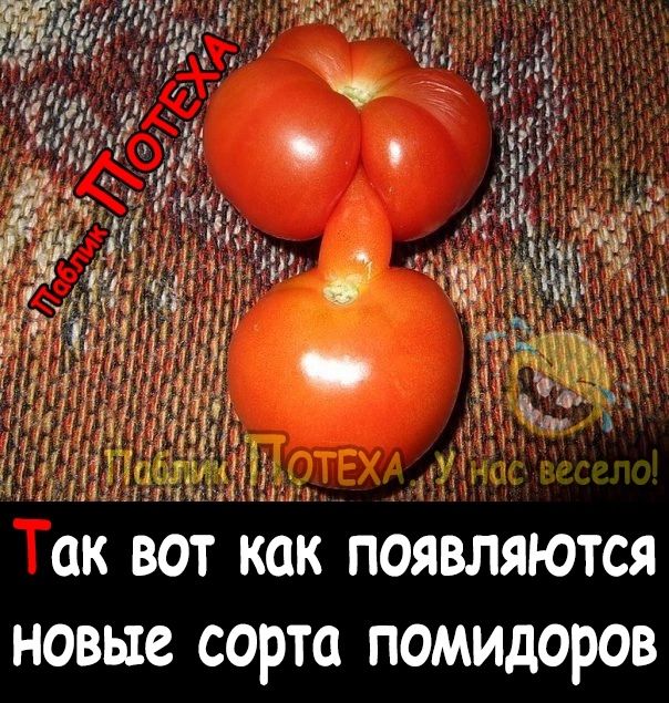 ОК БОТ КОК ПОЯВЛЯЮТСЯ НОВЫЕ СОРТО ПОМИдОРОВ