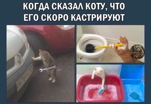 КОГДА СКАЗАА КОТУ ЧТО ЕГО СКОРО КАСТРИРУЮТ