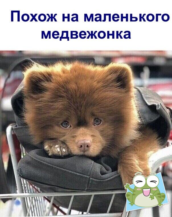 Похож на маленького медвежонка