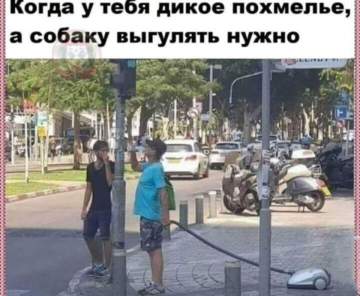 огда у те я дикое похмелье а собаку выгулять нужно