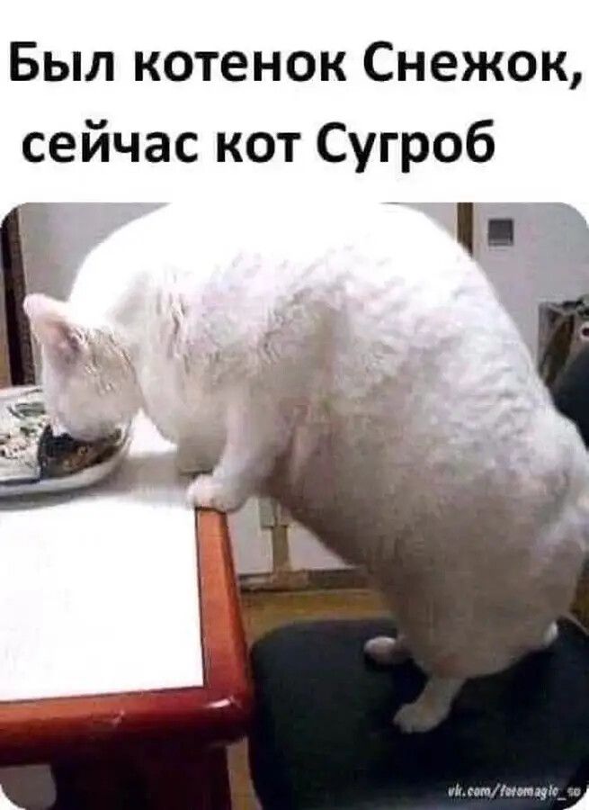 Был котенок Снежок сейчас кот Сугроб