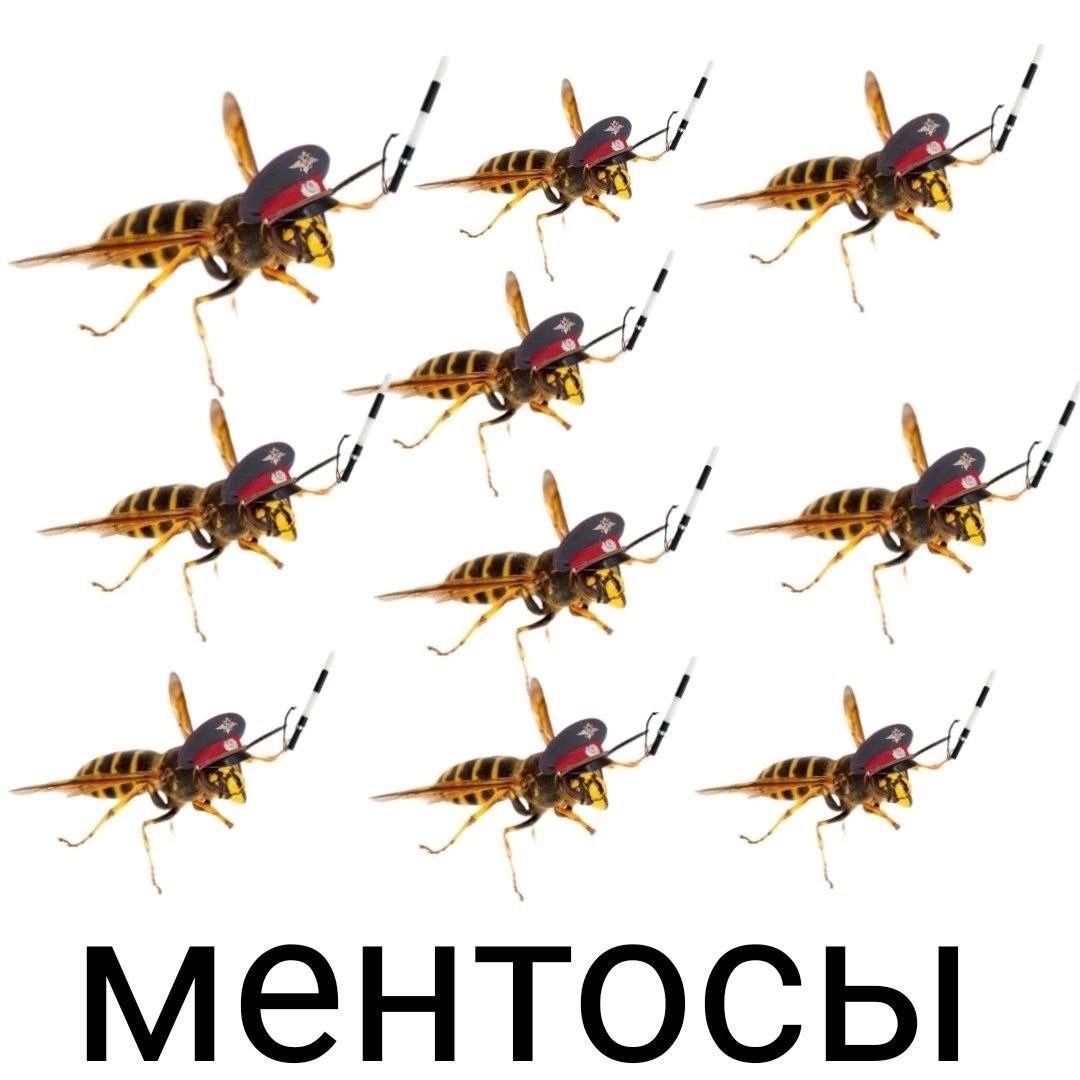 жда43 43 4 меНТОСЫ