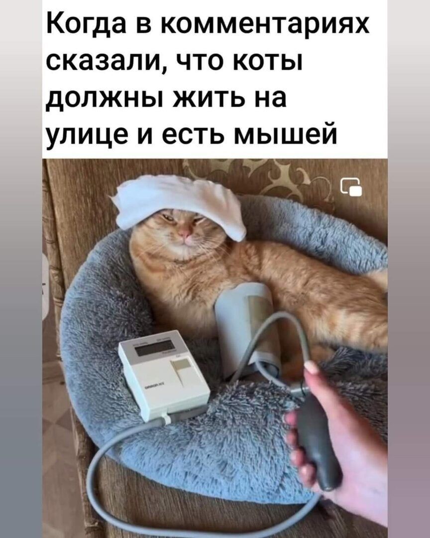 Когда В КОММБНТЗРИЯХ сказали ЧТО КОТЫ должны жить на улице и есть мышей