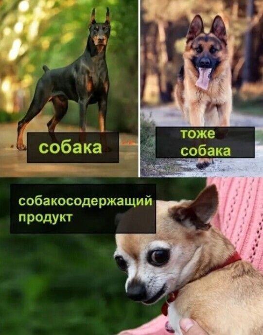 собакосодержащий продукт