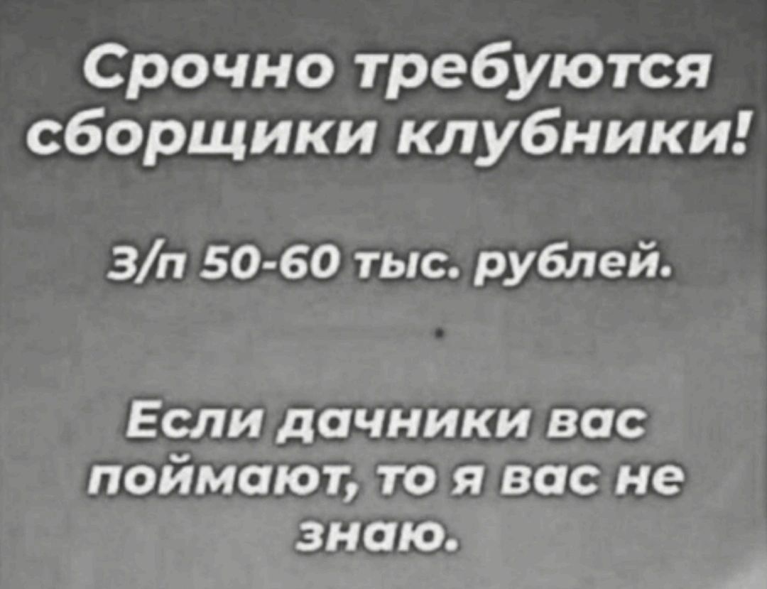 Срочно требуются сборщики клубники Зп 50 60 тыс рублей ЕСЛИ дачники ВОС ПОЙМОЮТ ТО Я вас не знаю