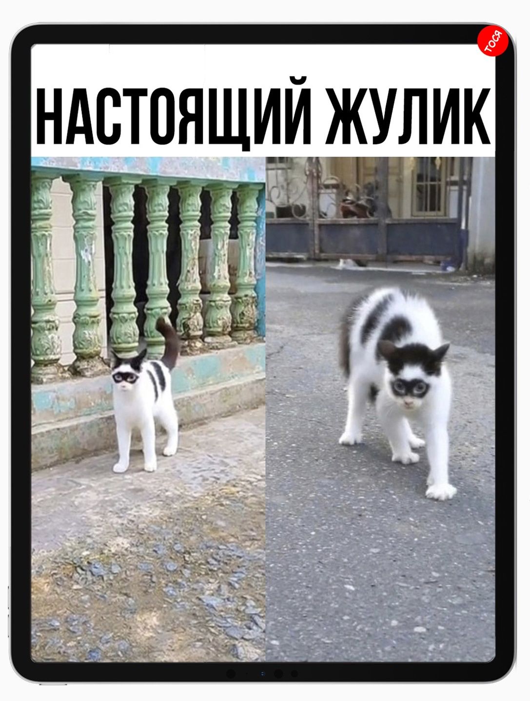 НАСТОЯЩИИЖУЛИК