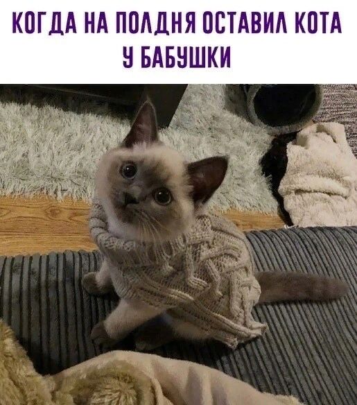 КОГДА НА ПШШНЯ ПВТАВИА КОТА Н БАБНШКИ