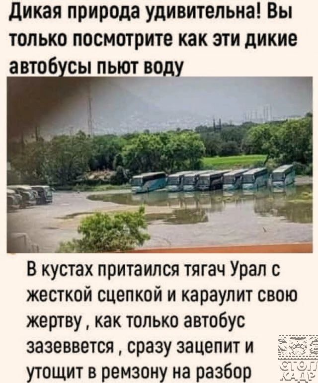 дикая природа удивительна Вы только посмотрите как эти дикие автоб сы пьют воду В кустах притаился тягач Урал с жесткой сцепкой и караупит свою жертву как только автобус аазеввется сразу зацепит и утащит в ремзону на разбор