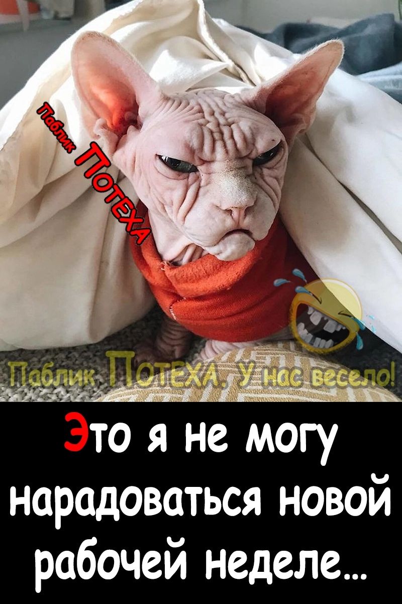 Это я не могу нарадоваться новой рабочей неделе