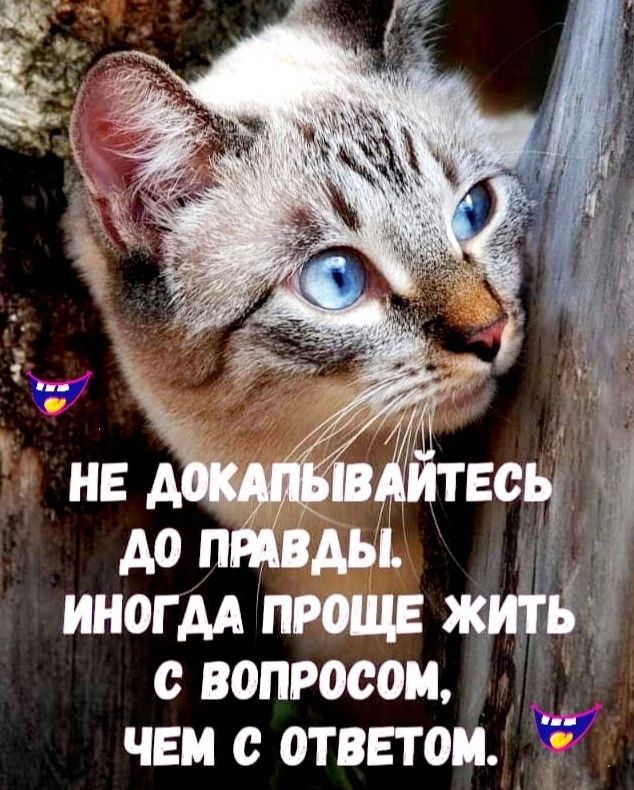 вопросом чеи ответом Р