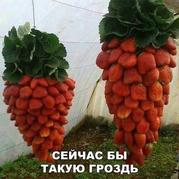 СЕЙЧАС БЫ ТАКУЮ ГРОЗДЬ