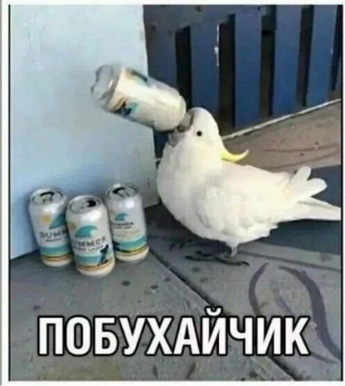 повухдйчик