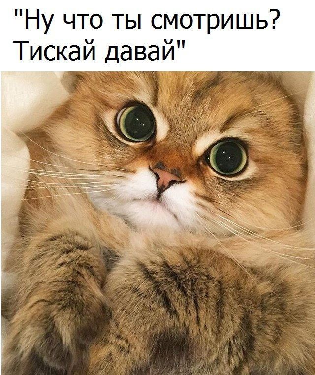 Ну что ты смотришь Тискай давай