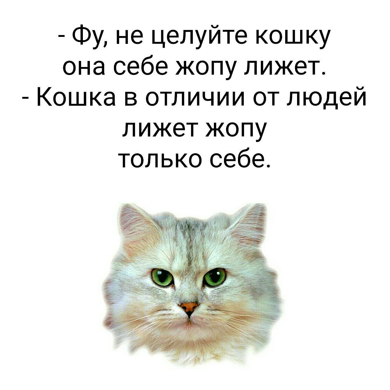 Фу не целуйте кошку она себе жопу лижет Кошка в отличии от людей лижет жопу только себе