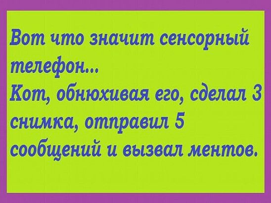 Вот что значит сенсорный телефон Кот обнюхивая его сделал 3 снимка отправил 5 сообщений и вызвал ментов