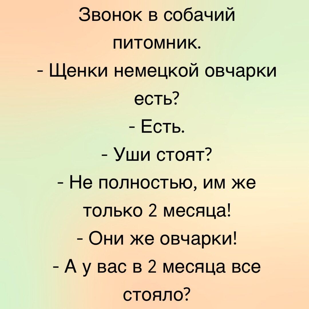 Звонок в собачий питомник Щенки немецкой овчарки есть Есть Уши стоят Не полностью им же только 2 месяца Они же овчарки А у вас в 2 месяца все стояло