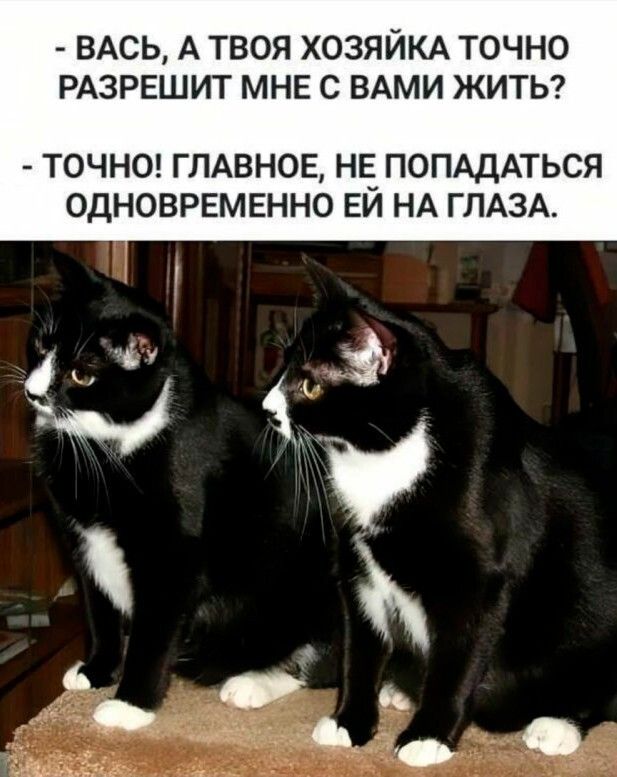 ВАСЬ А ТВОЯ ХОЗЯЙКА ТОЧНО РАЗРЕШИТ МНЕ С ВАМИ ЖИТЬ ТОЧНО ГЛАВНОЕ НЕ ПОПАДАТЬСЯ ОДНОВРЕМЕННО ЕИ НА ГЛАЗА