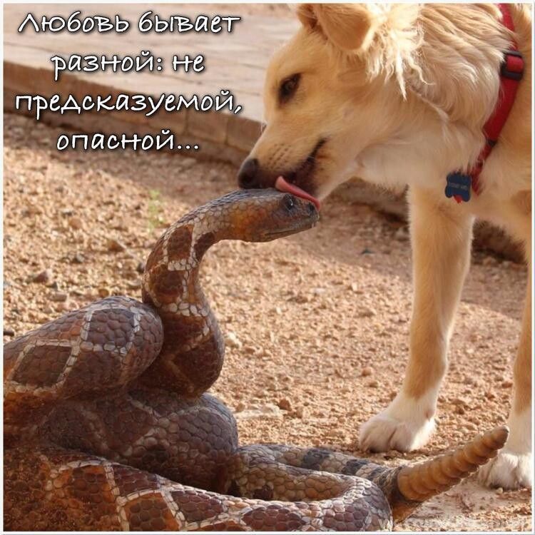 Мебозь бывавт Щ