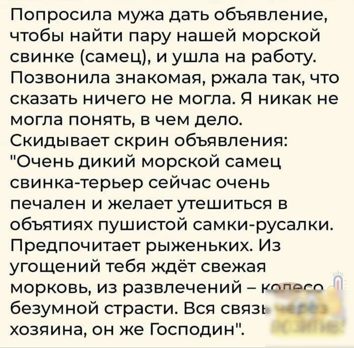 Попросила мужа дать объявление чтобы найти пару нашей морской свинке самец и ушла на работу Позвонила знакомая ржала так что сказать ничего не могла Я никак не могла понять в чем дело Скидывает скрин объявления Очень дикий морской самец свинка терьер сейчас очень печален и желает утешиться в объятиях пушистой самки русалки Предпочитает рыженьких Из