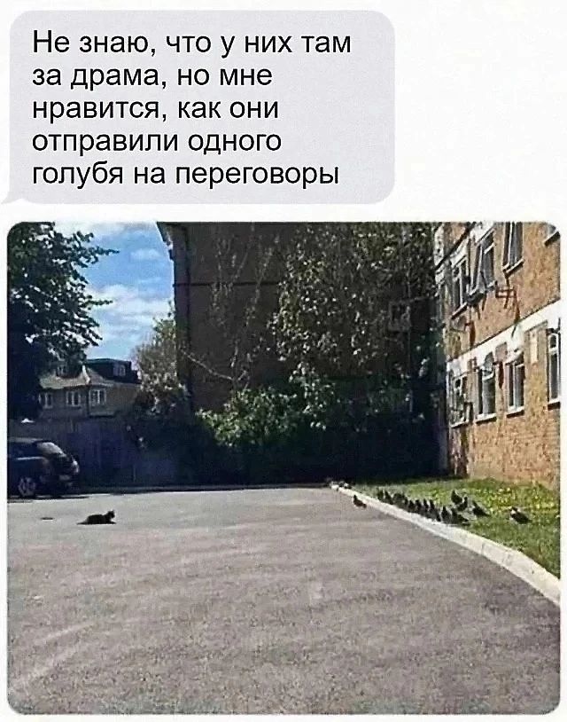 Не знаю что у них там за драма но мне нравится как они отправили одного голубя на переговоры