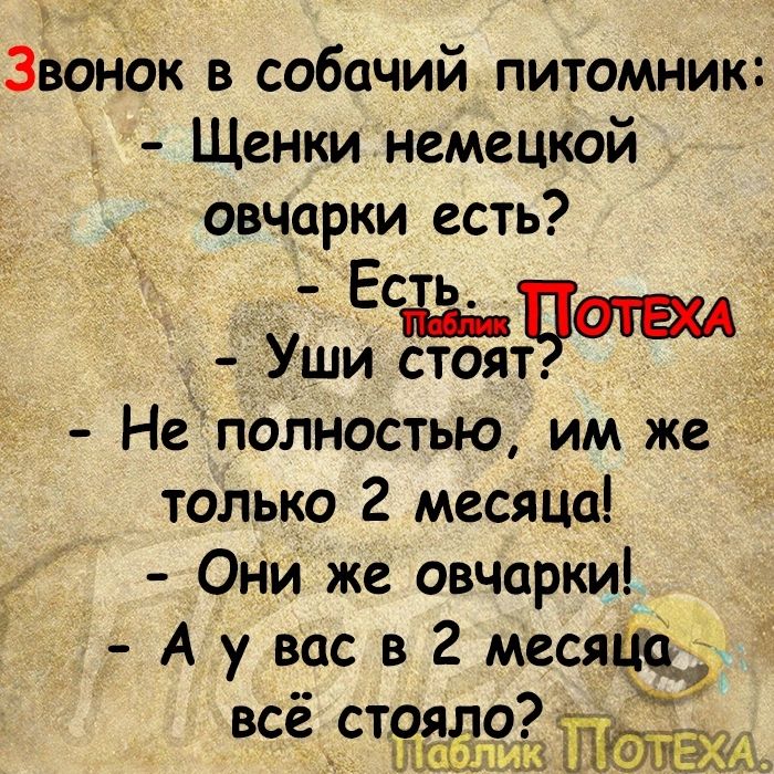 Звонок в собачий питомник Щенки немецкой овчарки есть Ер оТЕА Уши стоят Неполностью им же только 2 месяца Они же овчарки Аувасвгмесяю всё ст 1_1Ш