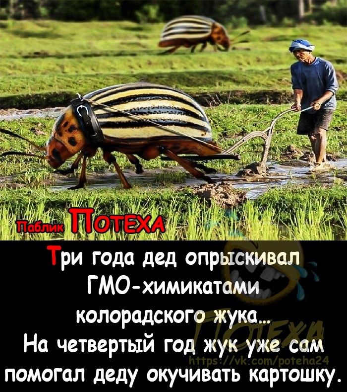 ГМО химикатами колорадского жука На четвертый год жук уже сам помогал деду окучивать картошку