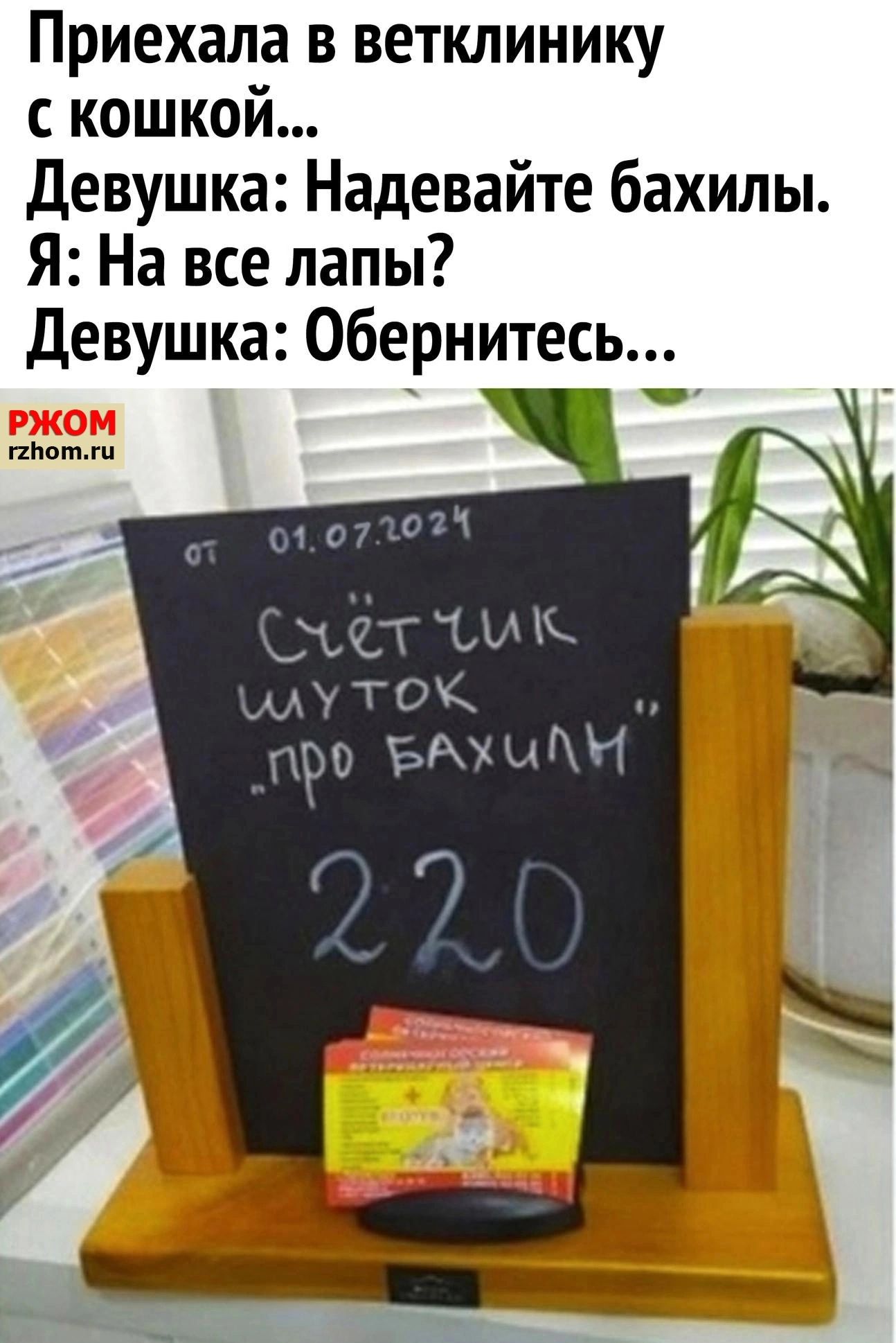 Приехала в ветклинику с кошкой Девушка Надевайте бахилы Я На все лапы Девушка Обернитесь Т м ку ТС