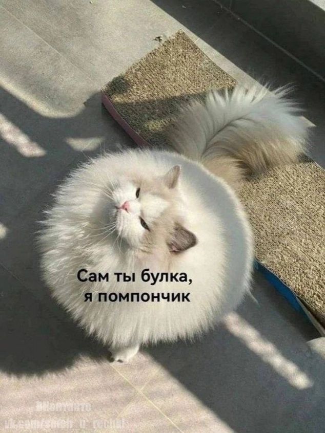 ам ты булка я помпончик