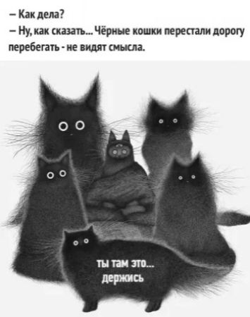 Как дела Ну как сказать Чёрные кошки перестали дорогу перебегать не видят смысла