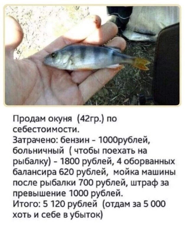 Продам окуня 42гр по себестоимости Затрачено бензин 1000рублей больничный чтобы поехать на рыбалку 1800 рублей 4 оборванных балансира 620 рублей мойка машины после рыбалки 700 рублей штраф за превышение 1000 рублей Итого 5 120 рублей отдам за 5 000 хоть и себе в убыток
