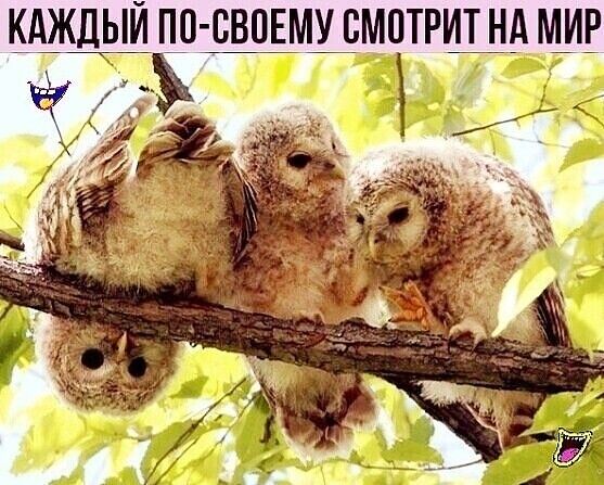 КАЖДЫЙ ПО СВОЕМУ СМОТРИТ НА МИР дч я