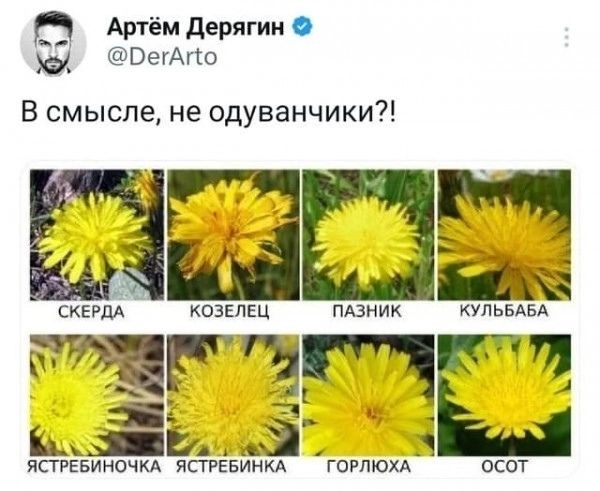 Артём Дерягин Я бегАто В смысле не одуванчики