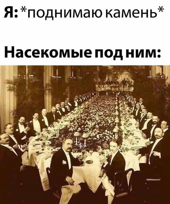 Я поднимаю камень Насекомые под ним